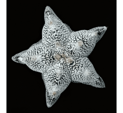 Астрофітум багатокропінковий "Онзука" (3 шт.) / Astrophytum Myriostigma cv. Onzuka